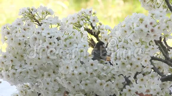 春天的松鸟开花了视频的预览图