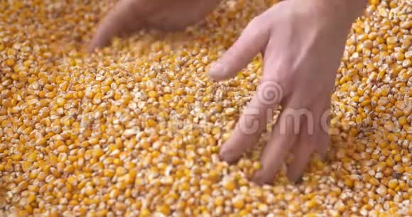 刚收获的玉米玉米粒农业背景玉米收获视频的预览图