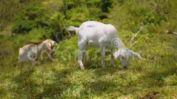 两只小山羊在山上吃草视频的预览图
