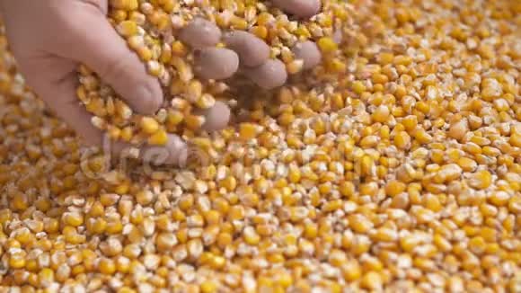 刚收获的玉米粒农业背景玉米收获视频的预览图