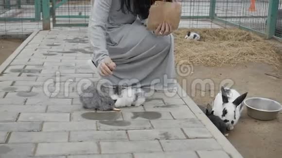 动物园里有兔子的女人视频的预览图