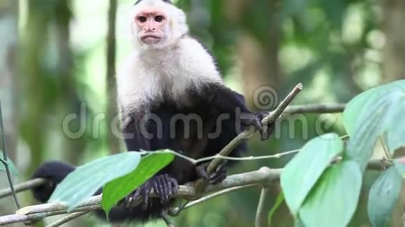 野生白面卡布钦Cebuscapucinus猴子视频的预览图
