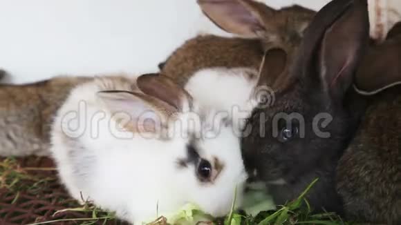 兔一家人喂白菜叶子视频的预览图