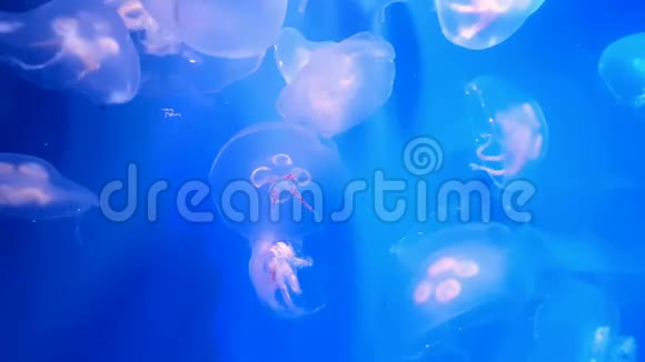 美丽的水母漂浮在蓝色的水中视频的预览图