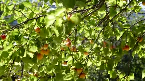 农业种植园树枝上的杏果视频的预览图