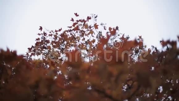 秋天公园树枝上五颜六色的亮黄色红色的枫叶自然视频的预览图