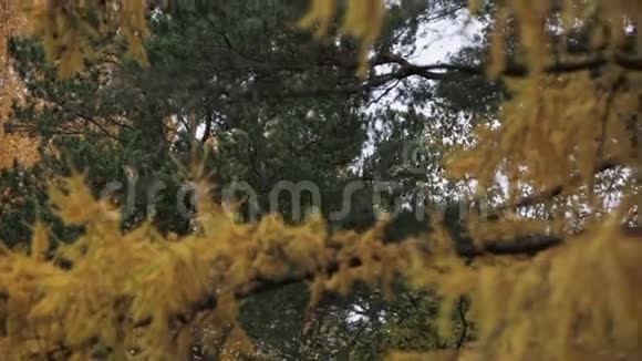 秋日有黄叶的针叶树公园绿色的树自然视频的预览图