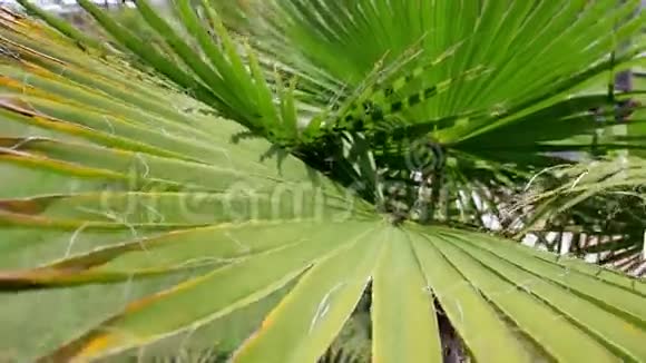 棕榈树留下特写视频的预览图