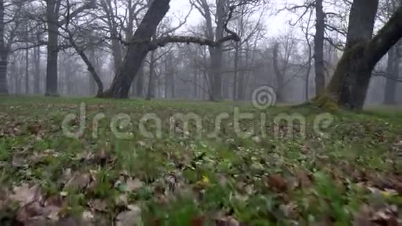 早上可欣赏卡德里奥格公园风景如画的景色视频的预览图