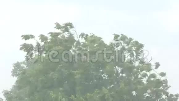 风中的树枝和树叶视频的预览图