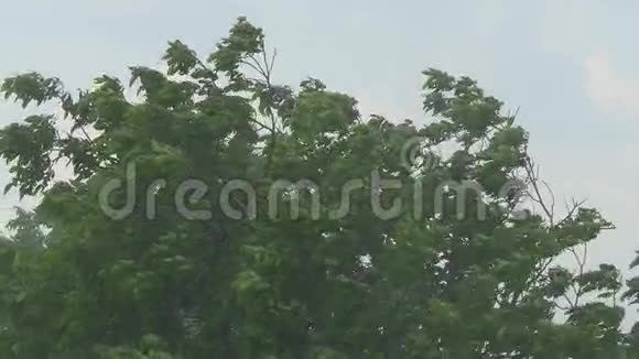 风中的树枝和树叶视频的预览图