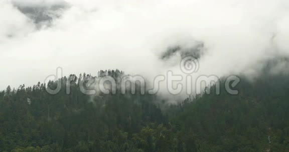 晨起的山雾西藏博米县的雾树视频的预览图