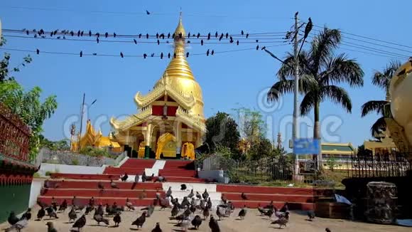 缅甸仰光金佛塔的鸽子视频的预览图