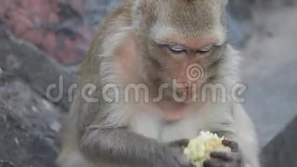 猴子在洛布里吃玉米视频的预览图