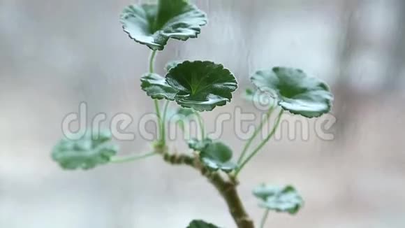 水滴滴在绿花上叶子圆圆的水滴落下来视频的预览图