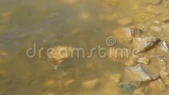 鱼苗在岸边的泥水中挣扎视频的预览图