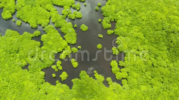 红树林俯视图红树林和蜿蜒的河流视频的预览图