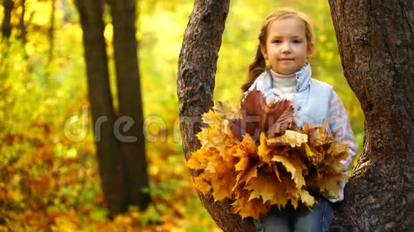 坐在树上拿着秋叶的摄影女孩视频的预览图