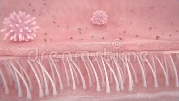 毛细胞活性巨噬细胞吸收肺部污染视频的预览图