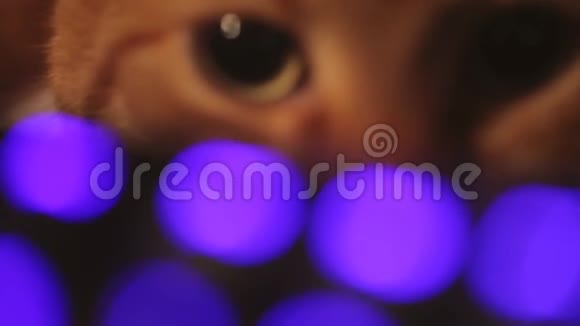 姜红猫电脑键盘特写镜头视频的预览图