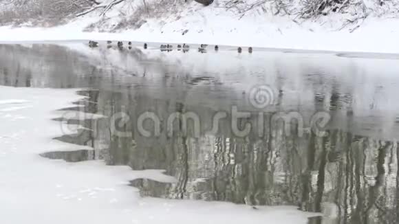 鸭子在冬天的河流上的薄冰上过冬视频的预览图