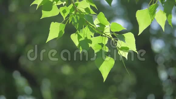 绿色的树枝上有白色的背景阳光让树在风中摇曳生活方式慢动作视频视频的预览图