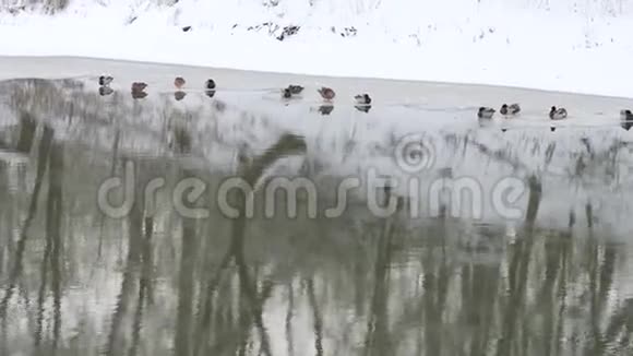 鸭子在冬天的河流上的薄冰上过冬视频的预览图