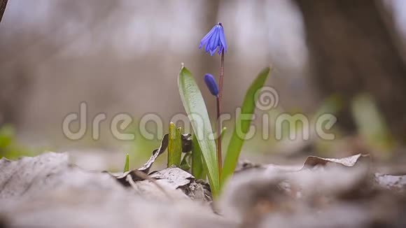 蓝雪滴春花特写视频的预览图