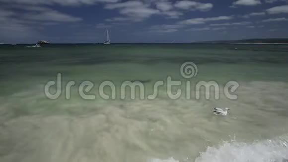 哈梅林湾的刺射线视频的预览图
