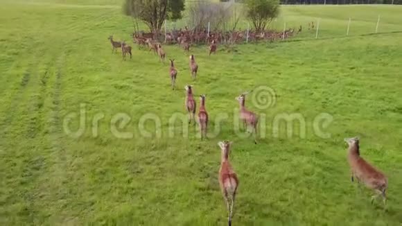 农场里的鹿群航空测量视频的预览图