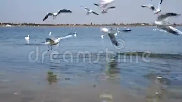 白色的海鸥飞过海面视频的预览图