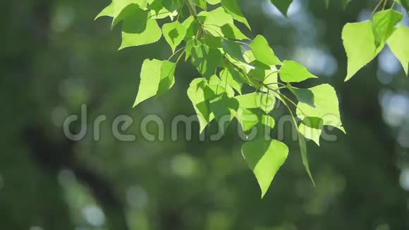 绿色的树枝上有白色的背景阳光让树在风中摇曳慢动作生活视频视频的预览图