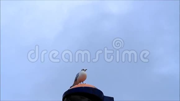 只有海鸥在蓝天的灯笼上视频的预览图