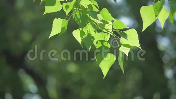 绿色的树枝上有白色的背景阳光让树木在风中摇曳的生活方式慢动作视频视频的预览图