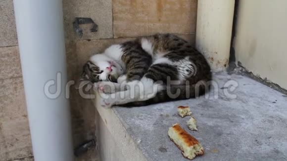 无家可归的猫蜷缩着躺着试图睡觉旁边是一片面包无家可归的问题没有人视频的预览图