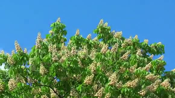 开花的栗子树视频的预览图