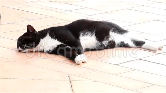 黑白猫放松视频的预览图