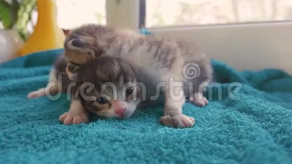 可爱的小猫在家小猫喵喵叫叫猫妈妈阳光从窗户猫猫的生活方式视频的预览图