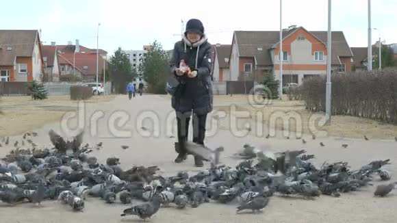 成年妇女喂养一群鸽子和麻雀视频的预览图