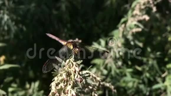 普通飞镖蜻蜓视频的预览图
