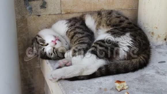 无家可归的猫蜷缩着躺着试图睡觉旁边是一片面包无家可归的问题没有人视频的预览图