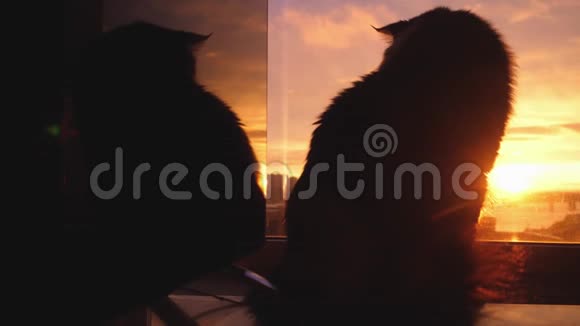 美丽的缅因州浣熊猫坐在窗前看夕阳3840x2160视频的预览图
