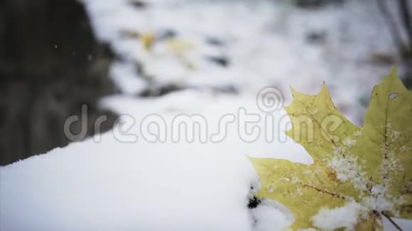 雪上的黄叶视频的预览图