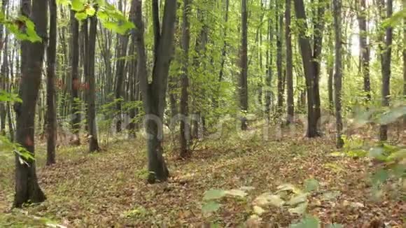 美丽的初秋树木视频的预览图