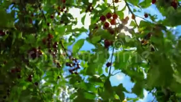 阳光透过成熟樱桃的枝条照耀风用成熟的樱桃摇动树枝视频的预览图