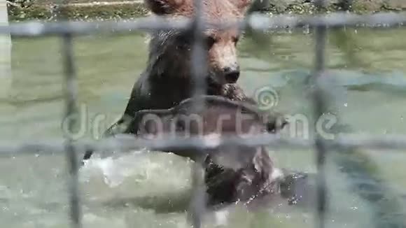 动物园里的棕熊玩熊慢动作视频的预览图