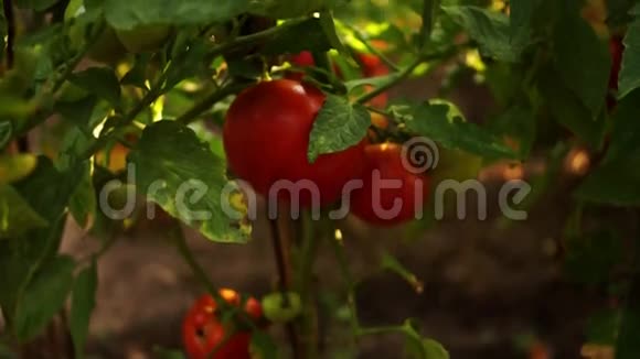 花园里的有机西红柿向上倾斜视频的预览图