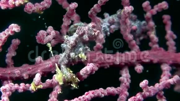 俾格米海马巴格班蒂在伦贝海峡珊瑚上的作用视频的预览图