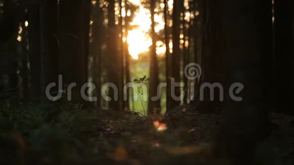 夕阳下神秘的森林草地上成群的昆虫视频的预览图