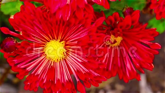 花园里鲜艳的红花视频的预览图